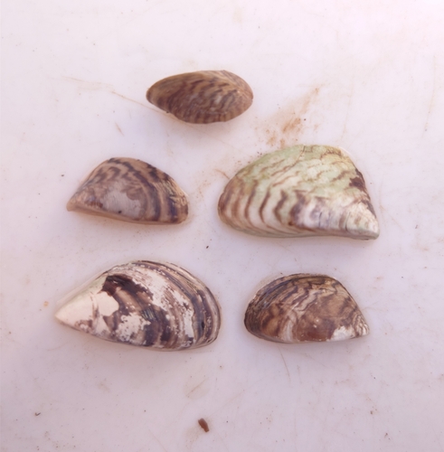 Zebra Mussel