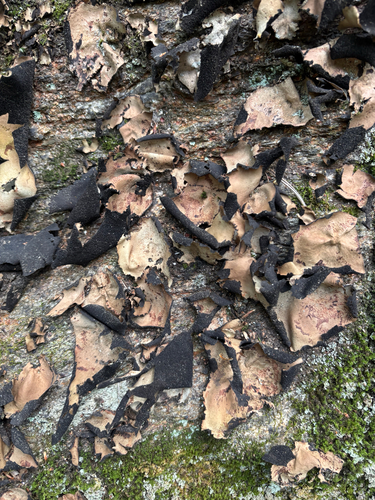 Smooth Rock Tripe