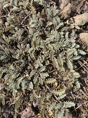 Tribulus cistoides