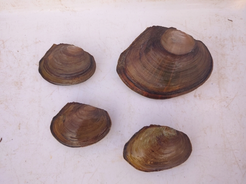 Chinese Pond Mussel