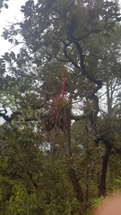Tillandsia calothyrsus