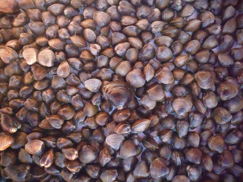 Asian Clam