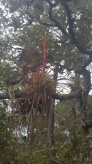 Tillandsia calothyrsus
