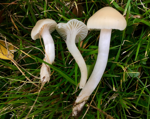 Snowy Waxcap