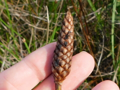 Xyris laxifolia