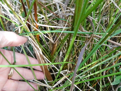 Xyris laxifolia
