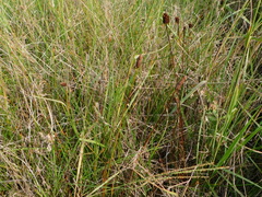 Xyris laxifolia
