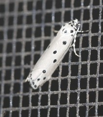 Ethmia heptasema