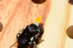 Megachile chrysorrhoea