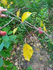 Maclura tricuspidata