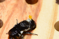 Megachile chrysorrhoea
