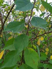 Maclura tricuspidata