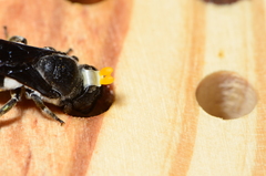 Megachile chrysorrhoea