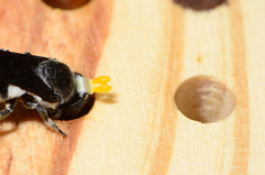 Megachile chrysorrhoea