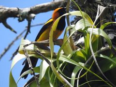 Icterus auricapillus