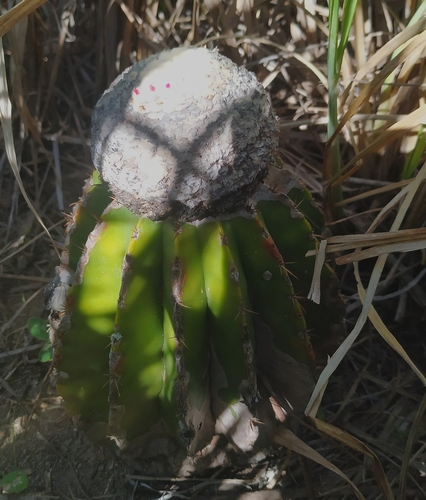 Melocactus schatzlii