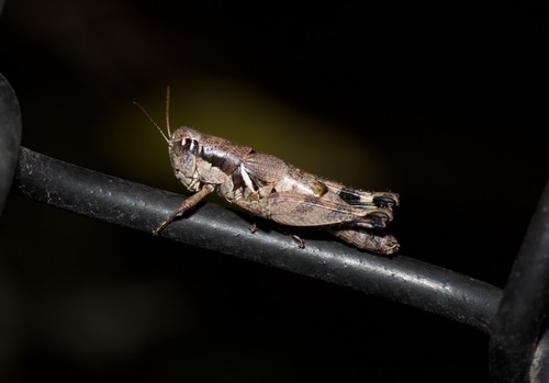 Dallas Short-wing Grasshopper