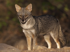 Sechuran Fox photo 1