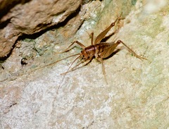 Ceuthophilus secretus