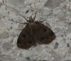 Parahypenodes quadralis