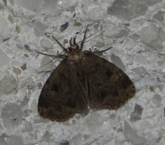 Parahypenodes quadralis