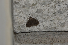 Parahypenodes quadralis