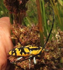 Tragocephala variegata