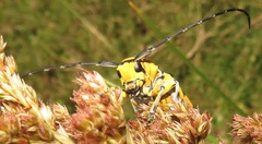 Tragocephala variegata