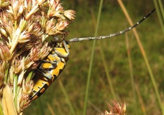 Tragocephala variegata