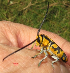 Tragocephala variegata