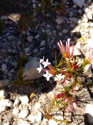 Trumpet Heath (Erica infundibuliformis)
