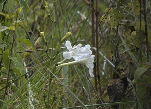 Escobedia grandiflora