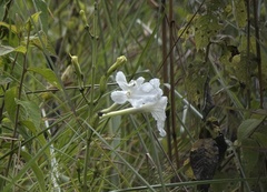 Escobedia grandiflora