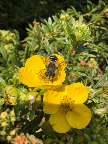 Unknown species found near Monida St, Bozeman, MT, US