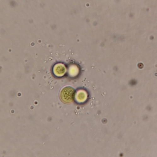 Limnococcus limneticus observed 2025-08-24