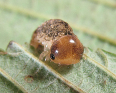 Tenthredo ferruginea