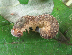 Tenthredo ferruginea