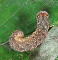 Tenthredo ferruginea