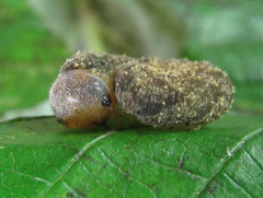 Tenthredo ferruginea