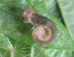 Tenthredo ferruginea