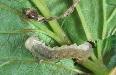 Tenthredo ferruginea