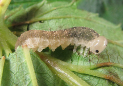 Tenthredo ferruginea
