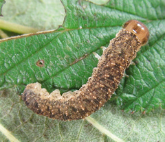 Tenthredo ferruginea