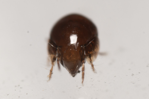 Acrogalumna