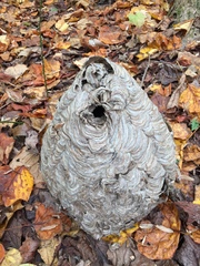 Dolichovespula maculata