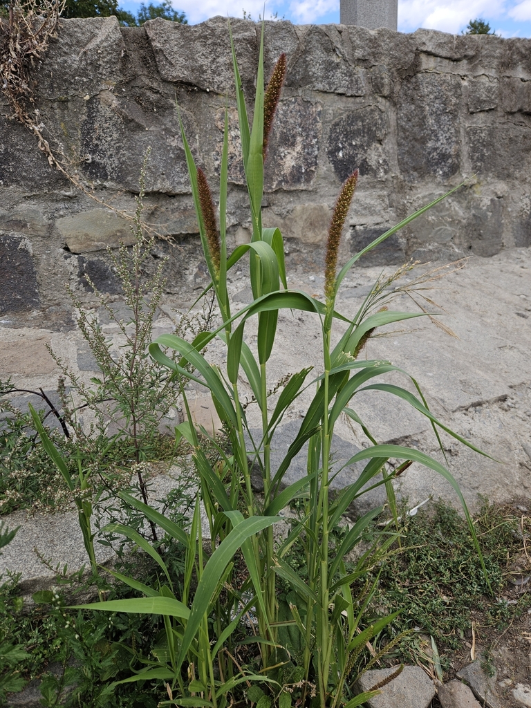 Foxtail Bristle-grass