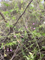 Commicarpus tuberosus