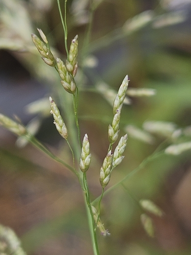 Eragrostis virescens iNat (2)