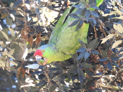 Amazona viridigenalis