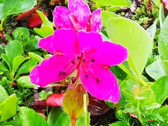 Rhododendron camtschaticum